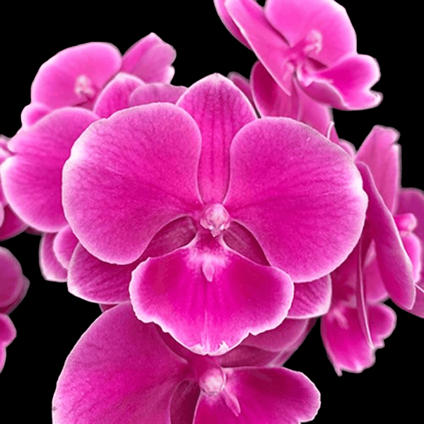 Phalaenopsis Lioulin Cute Corinna