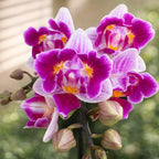 Phalaenopsis Lioulin Grape (peloric)