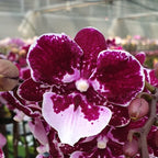 Phalaenopsis Lioulin Hot Lip (variation) - Big Lip
