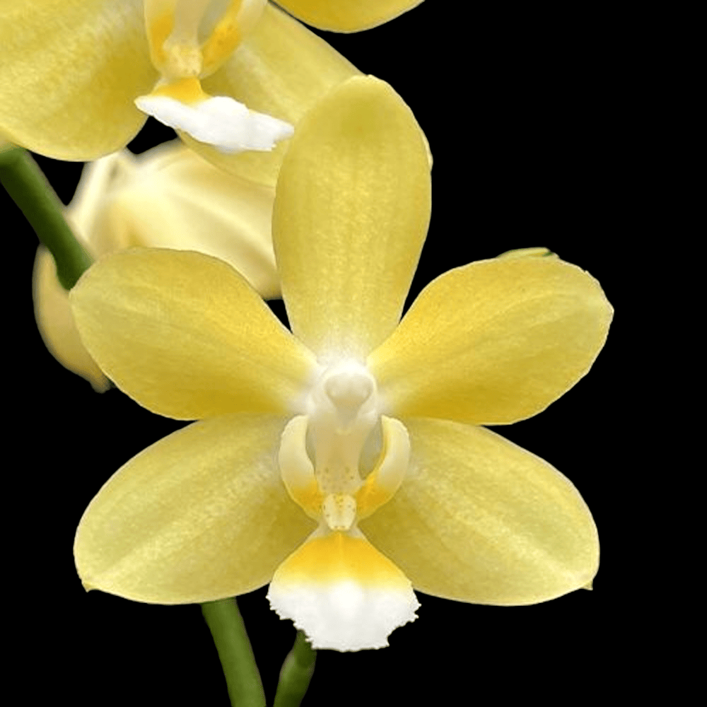 Phalaenopsis Lioulin L Stars