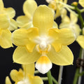 Phalaenopsis Lioulin L Stars (peloric)