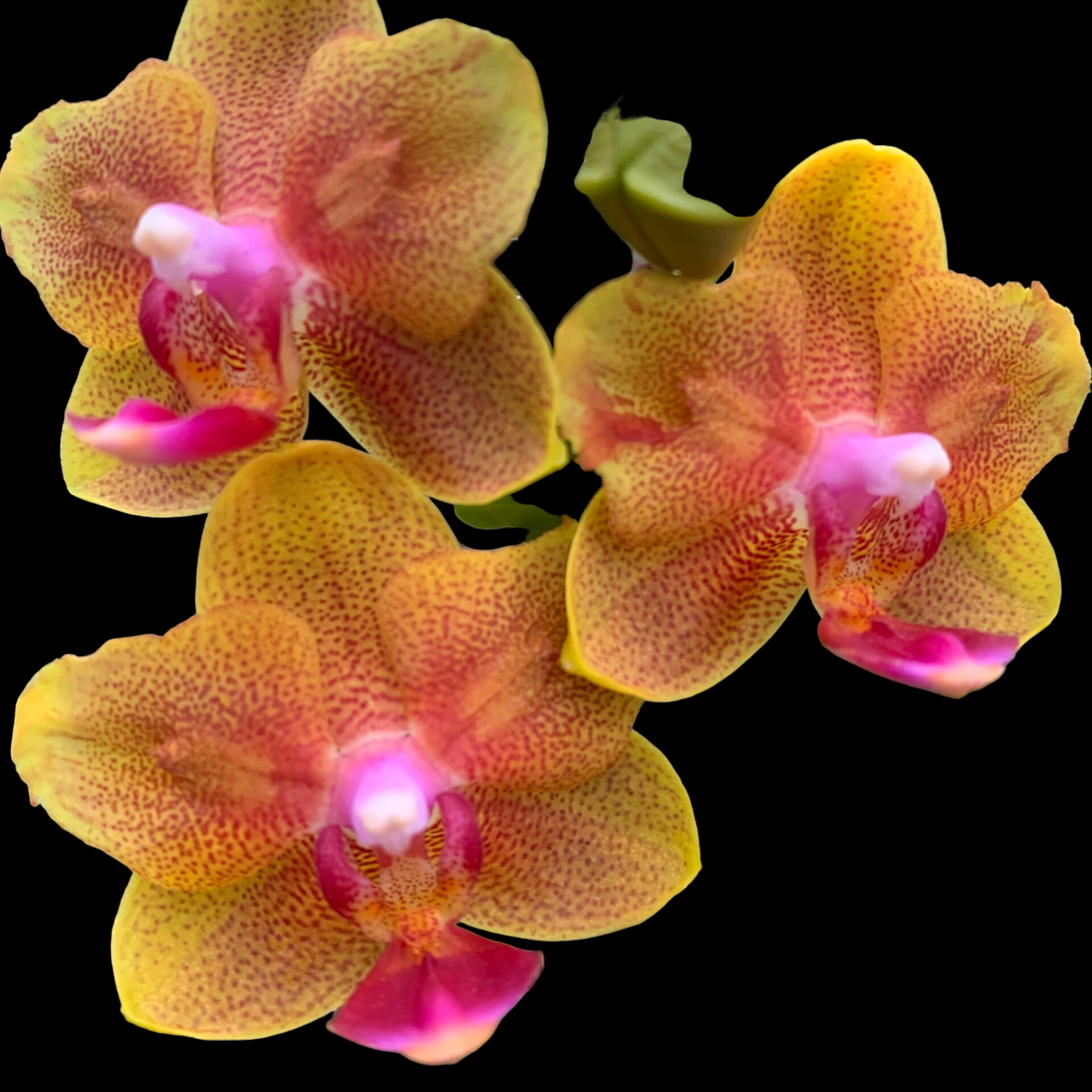 Phalaenopsis Lioulin Orange (peloric-butterfly)