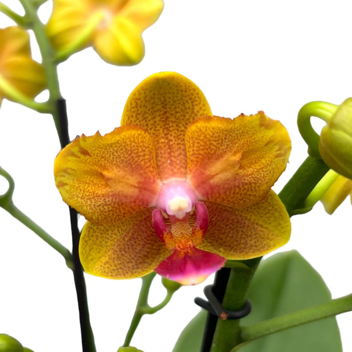 Phalaenopsis Lioulin Orange (peloric-butterfly)