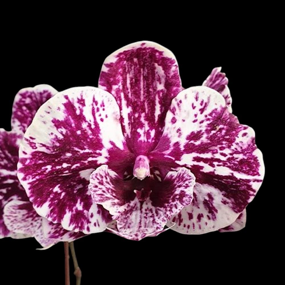 Phalaenopsis Lioulin Pretty Lip '04001' (Black)