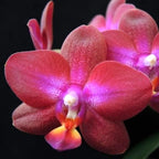 Phalaenopsis Lioulin Rose Bud