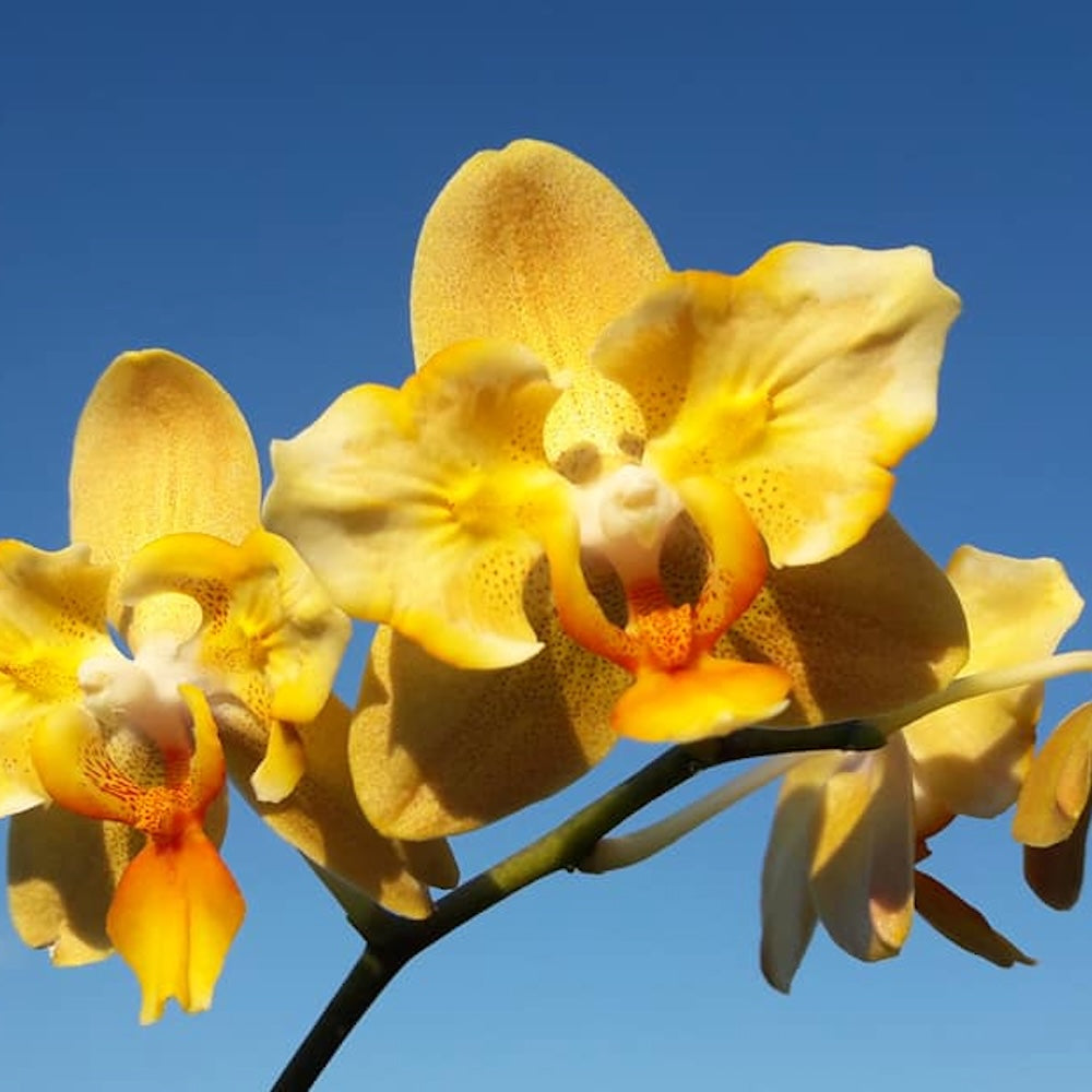 Phalaenopsis Little Emperor '560' (peloric - butterfly)