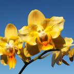 Phalaenopsis Little Emperor '560' (peloric - butterfly)