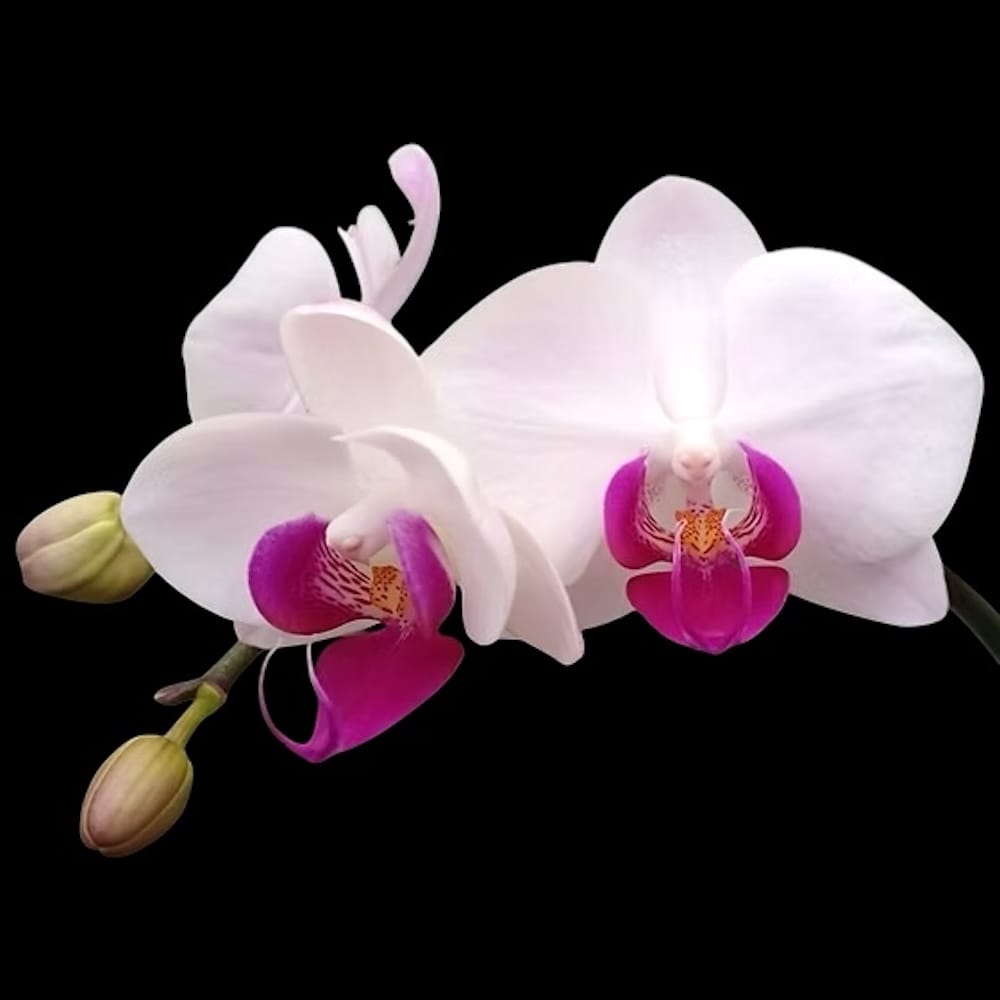 Phalaenopsis Little Gem Stripes (variegata)