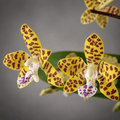 Phalaenopsis Little One 'Golden Jaguar' 