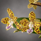 Phalaenopsis Little One 'Golden Jaguar' 