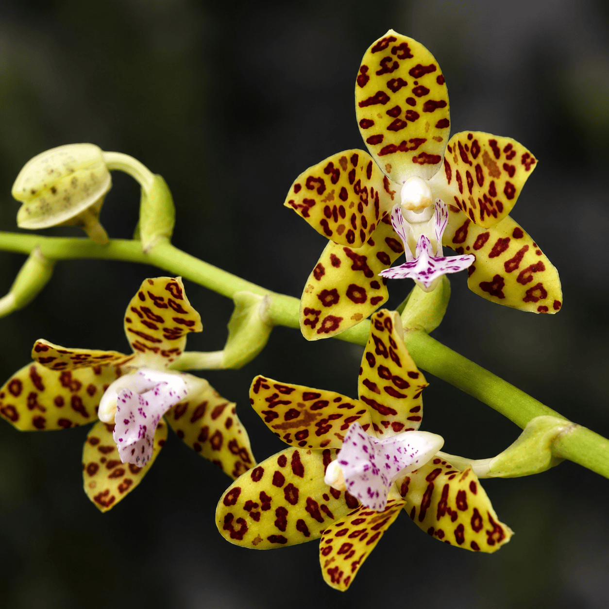 Phalaenopsis Little One 'Golden Jaguar' 