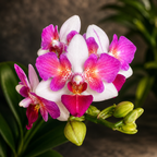 Phalaenopsis Liu's Berry 'Trinity' (peloric)