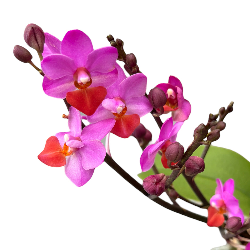 Phalaenopsis Liu's Triprince 'Pink' parfumat