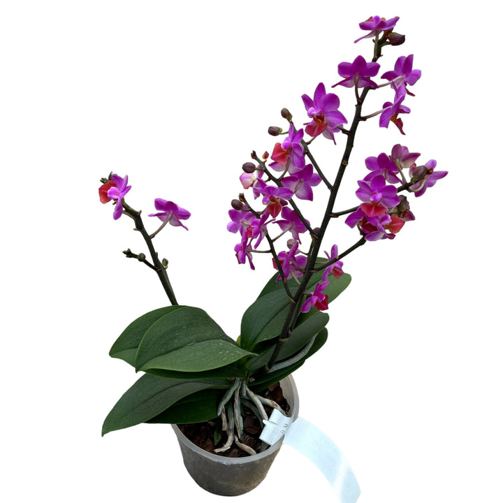 Phalaenopsis Liu's Triprince 'Pink'