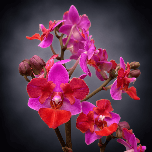 Phalaenopsis Liu's Triprince 'Pink' (peloric- butterfly)