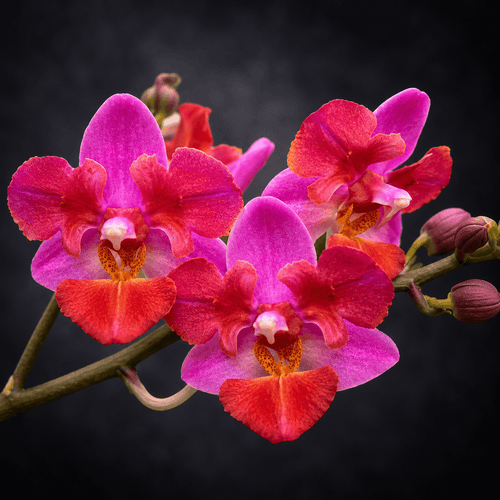 Phalaenopsis Liu's Triprince 'Pink' (peloric- butterfly)