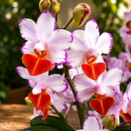 Phalaenopsis Liu's Triprince 'Splash' SM/TOGA