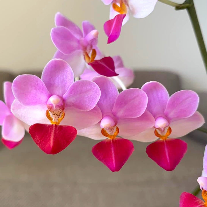 Phalaenopsis Liu's Triprince 'MK'