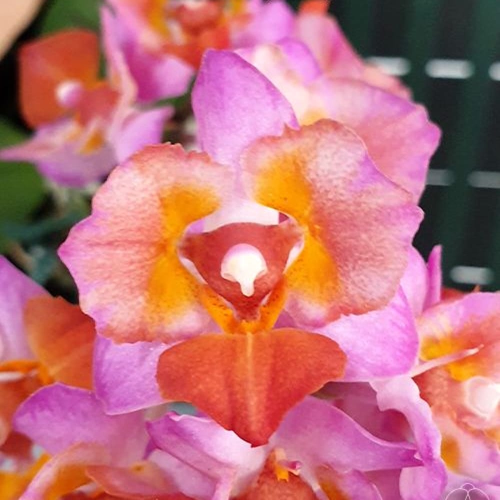 Phalaenopsis Liu's Triprince 'Pink' (peloric)