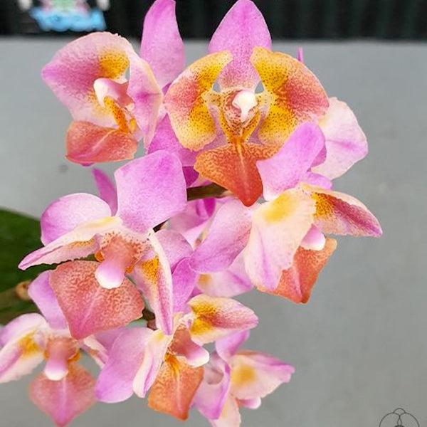 Phalaenopsis Liu's Triprince 'Pink' (peloric)