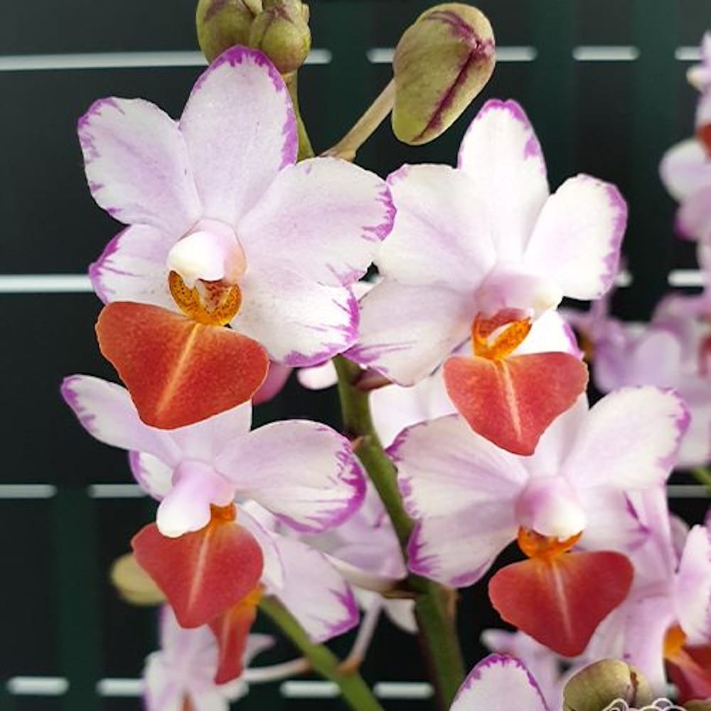 Phalaenopsis Liu's Triprince 'Splash' SM/TOGA