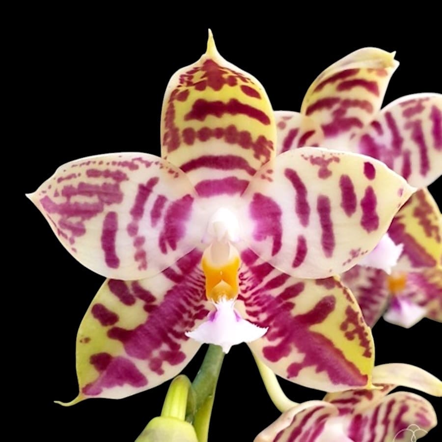 Phalaenopsis Lyndon Mix Zebra '708' - Fragrant flowers – Secret