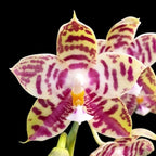 Phalaenopsis Lyndon Mix Zebra '708'