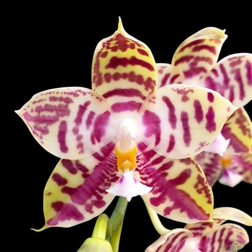Phalaenopsis Lyndon Mix Zebra '708' - Fragrant flowers