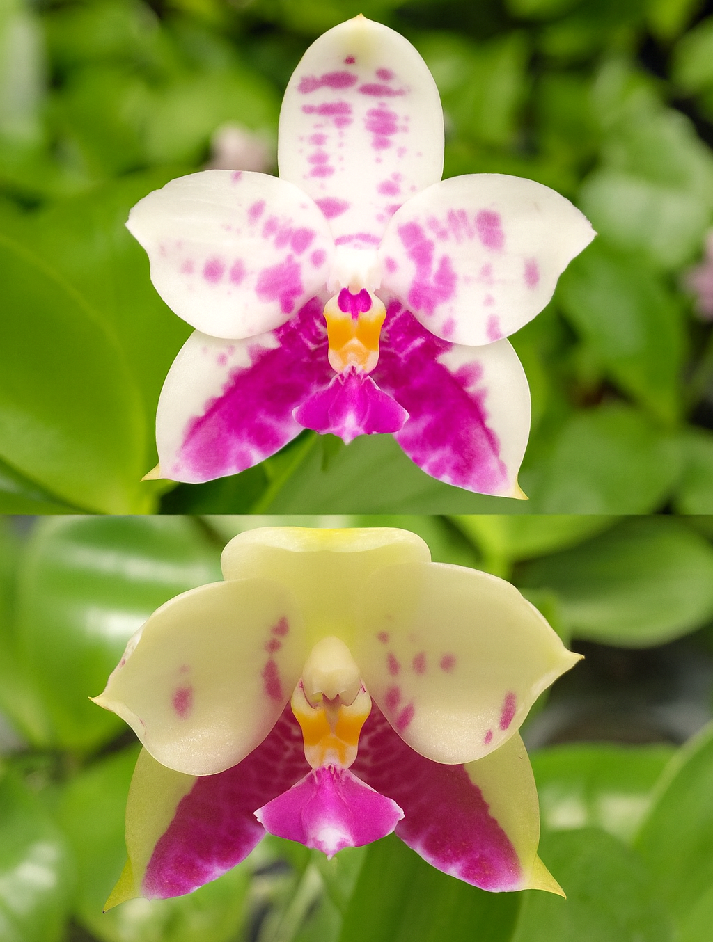 Phalaenopsis Lyndon Mix Zebra '823'