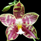 Phalaenopsis Lyndon Mix Zebra '708'