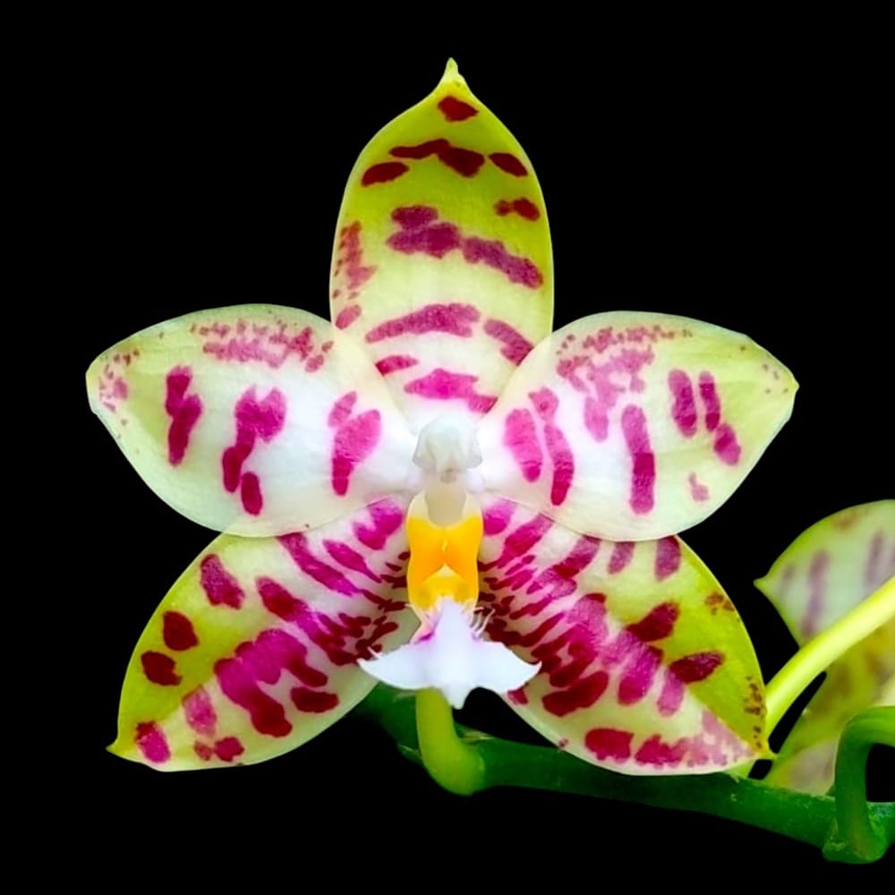 Phalaenopsis Lyndon Mix Zebra '708' - Fragrant flowers – Secret