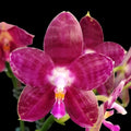 Phalaenopsis Lyndon Mix Zebra '709' * illatos virágok
