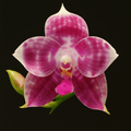 Phalaenopsis Lyndon Mix Zebra '823'