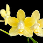 Phalaenopsis Mango Panna Cotta