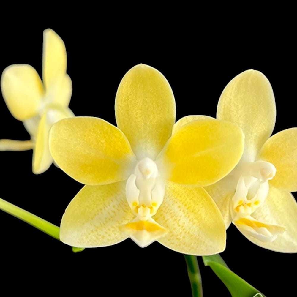 Phalaenopsis Mango Panna Cotta