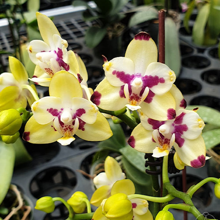 Phalaenopsis Maysang Black Boy '3145' (peloric)