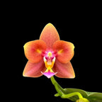 Phalaenopsis Meidarland Chambe '3253' (peloric - butterfly)