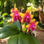Phalaenopsis Meidarland Kaiulani 