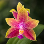 Phalaenopsis Meidarland Kaiulani '584'