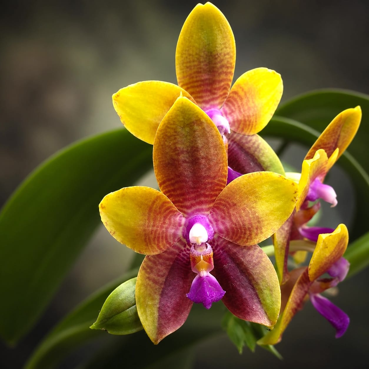 Phalaenopsis Meidarland Kaiulani '584'