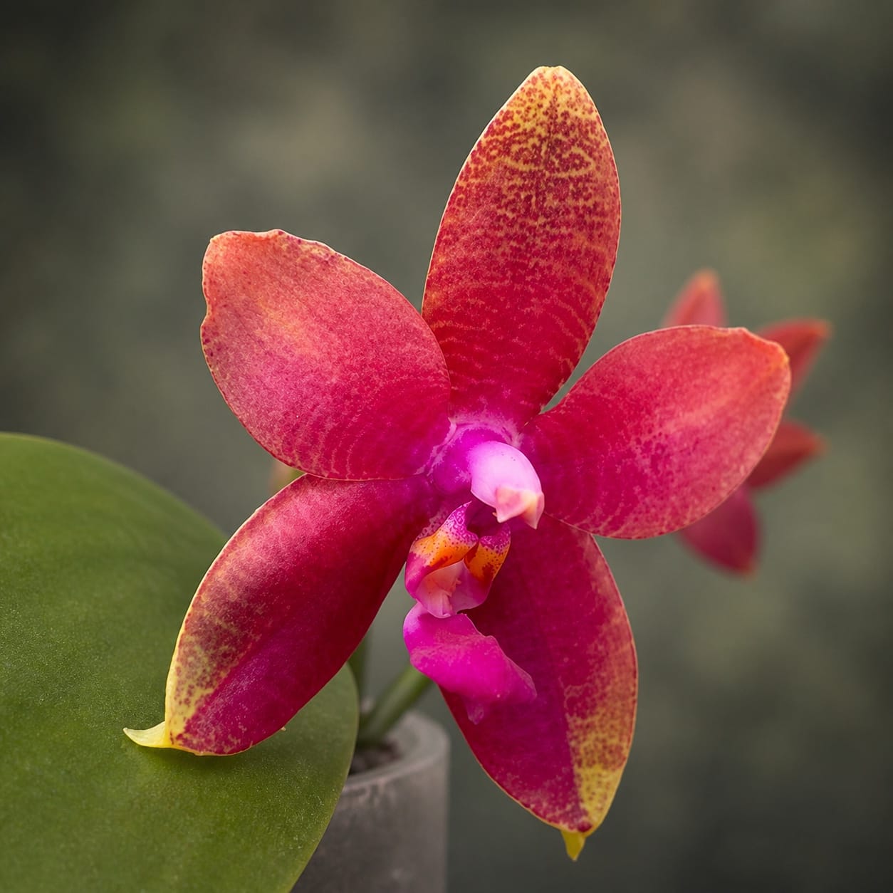 Phalaenopsis Meidarland Kaiulani '704'