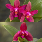Phalaenopsis Meidarland Kaiulani '704'