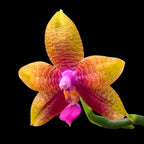Phalaenopsis Meidarland Kaiulani 'Cherish'