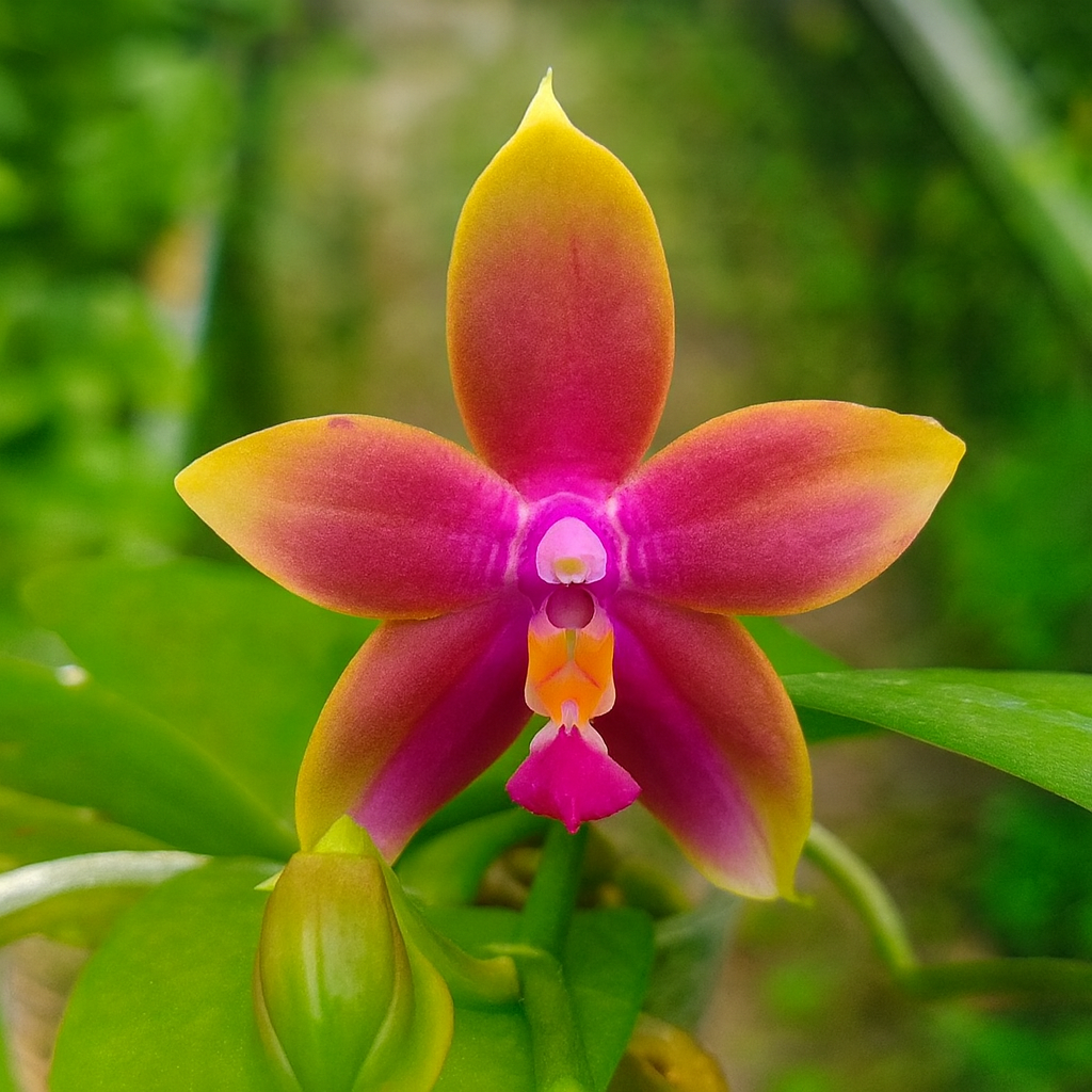 Phalaenopsis Meidarland Kaiulani 'Fashion'