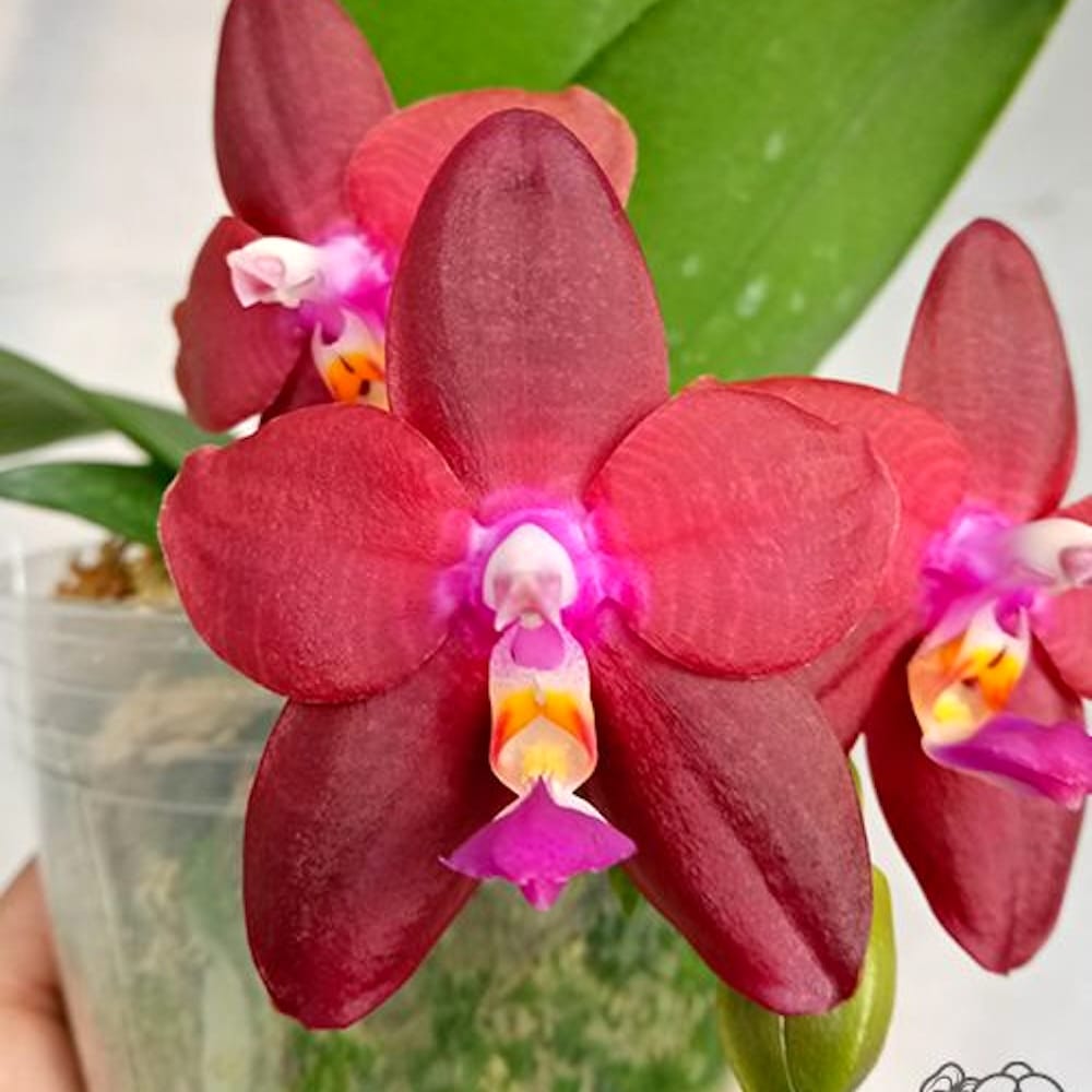 Phalaenopsis Meidarland Kaiulani 'Red Girl'
