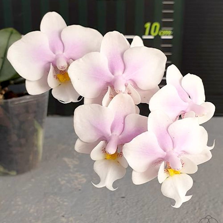 Phalaenopsis Meidarland Spring Vanilla