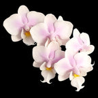 Phalaenopsis Meidarland Spring Vanilla (Silver Leaves)