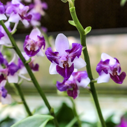Phalaenopsis Memoria Val Rettig (peloric) - silver leaves