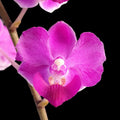 Phalaenopsis Memoria Val Rettig 'Violet'