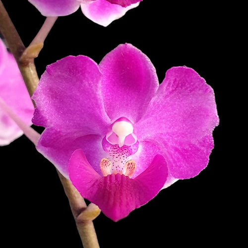 Phalaenopsis Memoria Val Rettig 'Violet'